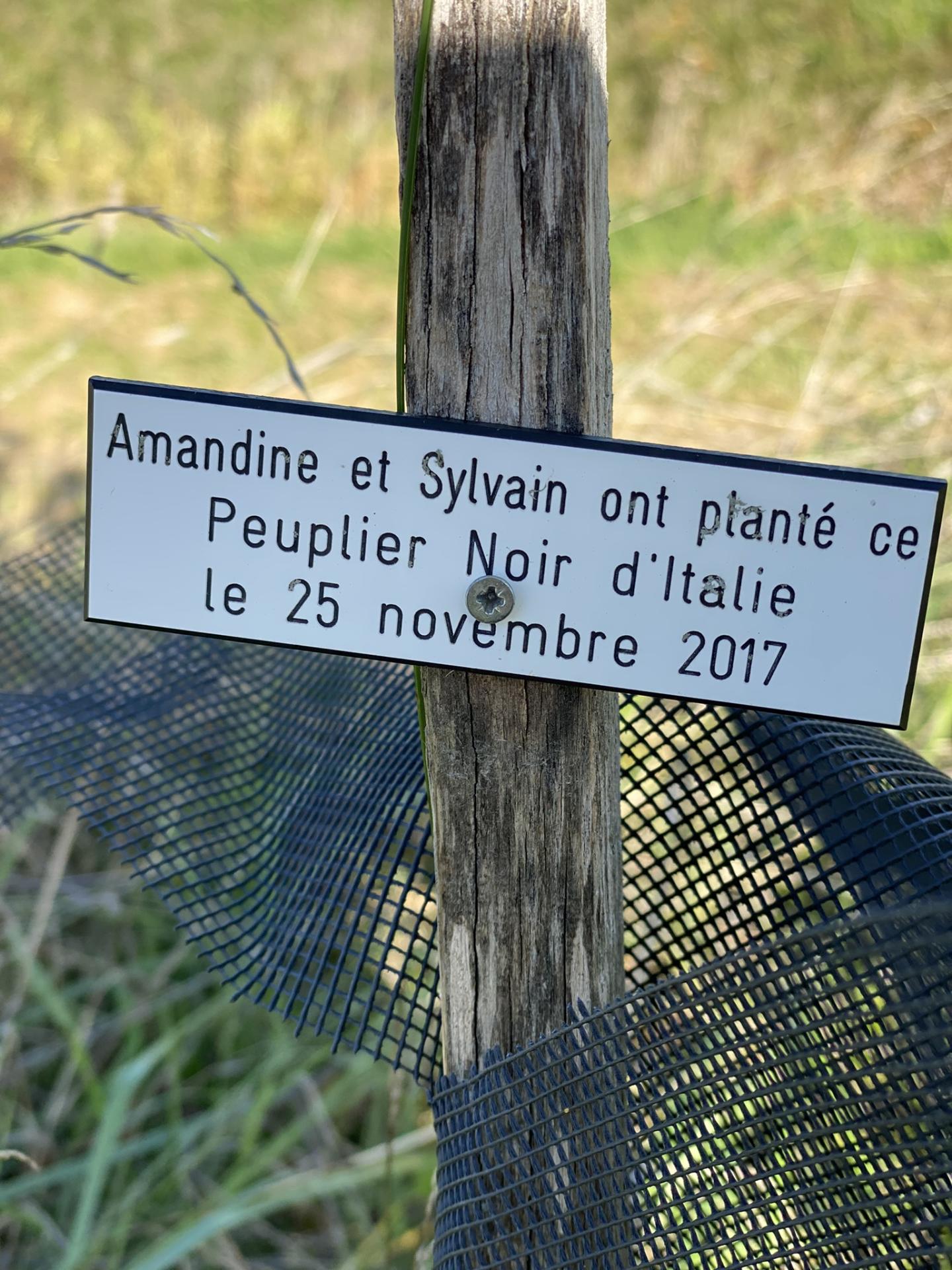 Plantation d'arbre au canal de bourgogne